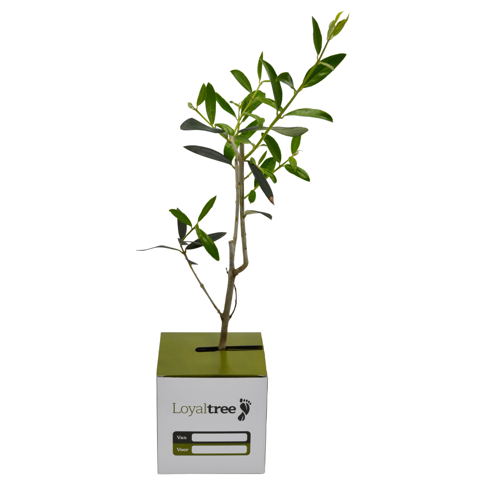 Loyaltree olijfboompje | Eco geschenk